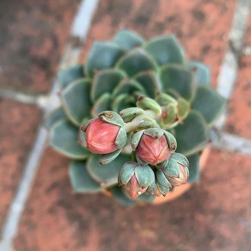 Echeveria blooming