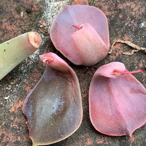 Echeveria leaf cuttings