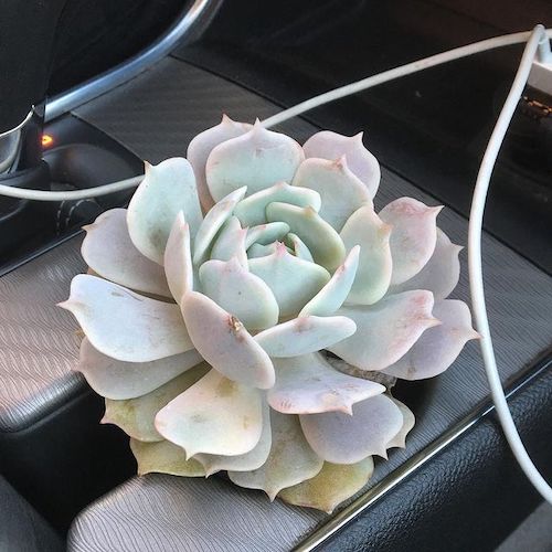 Echeveria 'Lola'