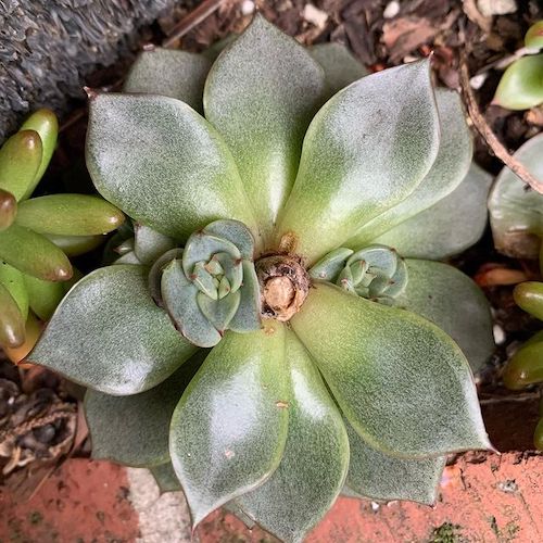 Echeveria offsets