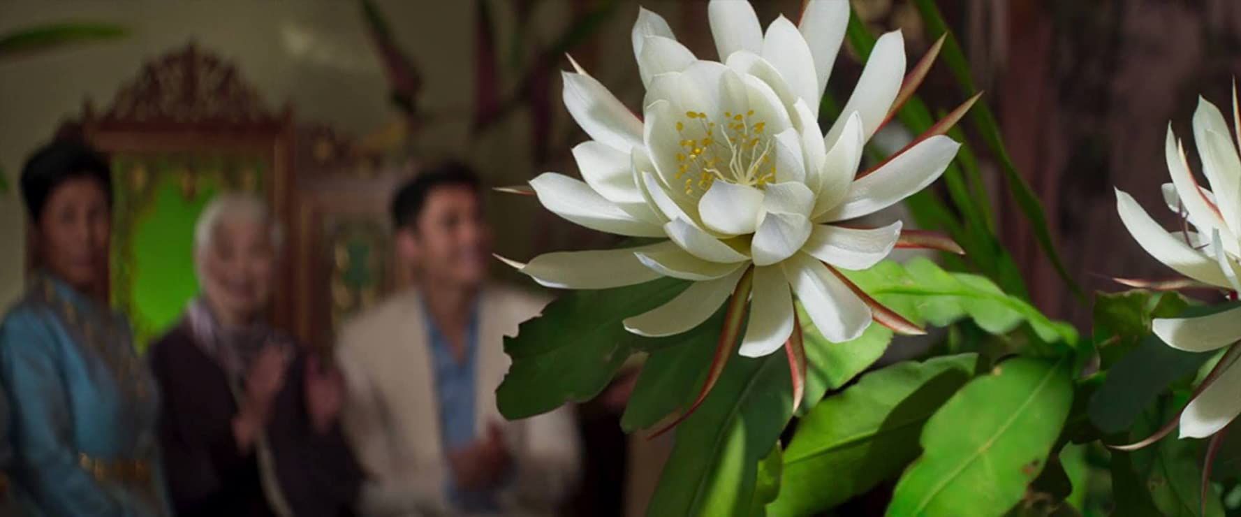 Epiphyllum oxypetalum is featured in a scene from the movie Crazy Rich Asians.