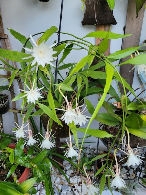 Leaves of Epiphyllum Oxypetalum