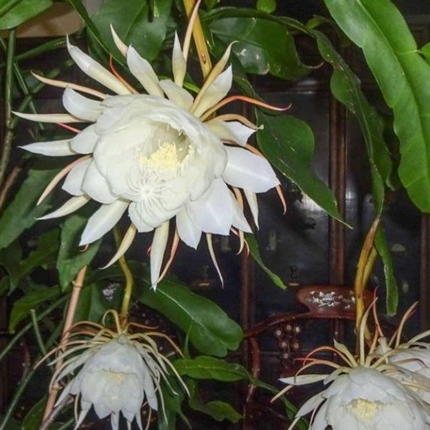 Epiphyllum Oxypetalum (Queen of the Night)