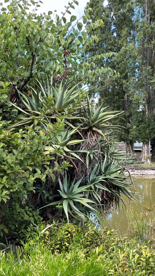 Aloe