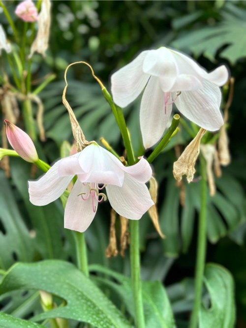 Crinum Moorei