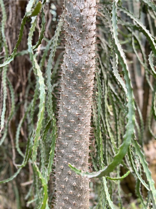 Pachypodium