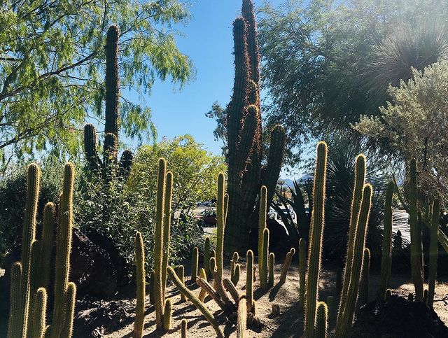 Cacti in Ethel M Botanical Cactus Garden