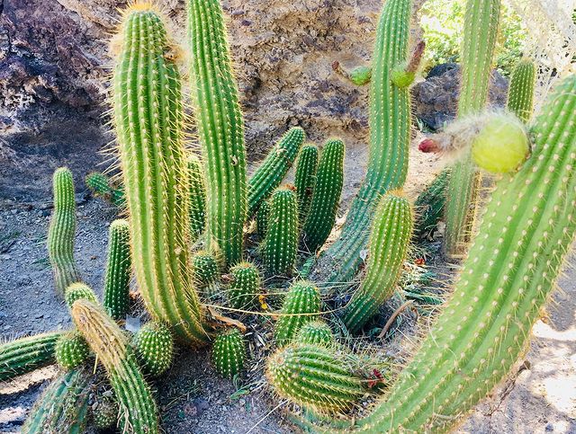 Cacti in Ethel M Botanical Cactus Garden