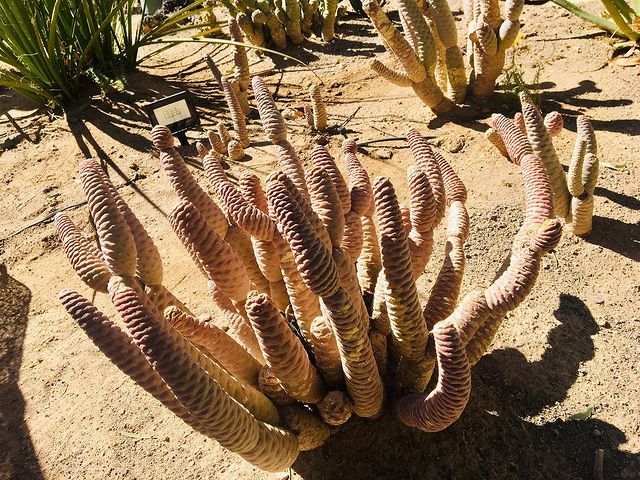 Cacti in Ethel M Botanical Cactus Garden