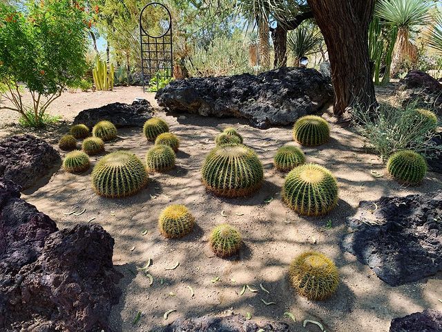 Cacti in Ethel M Botanical Cactus Garden