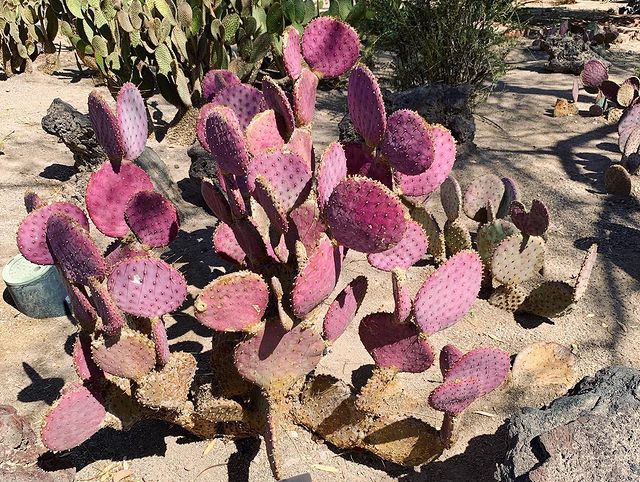 Cacti in Ethel M Botanical Cactus Garden