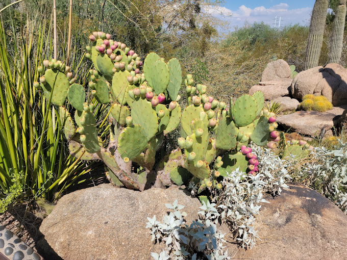 Cactus in Desert Botanical Garden in AZ