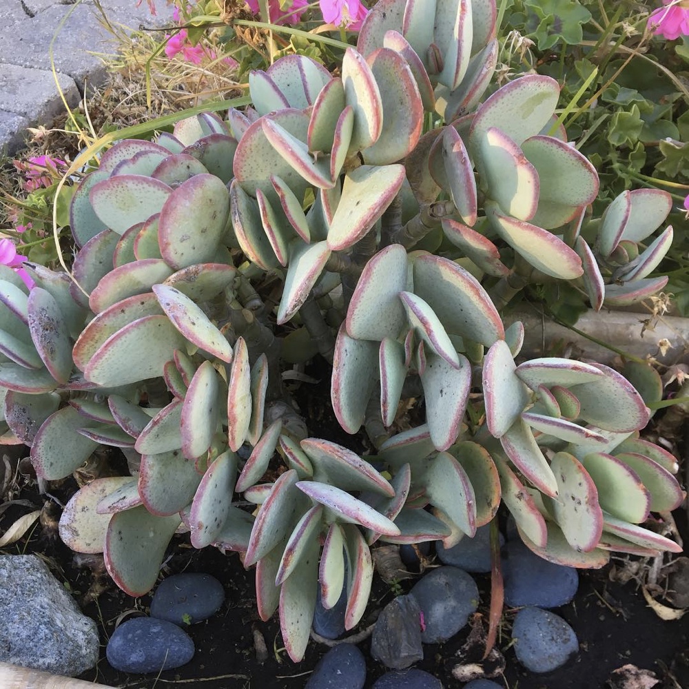 crassula-arborescens-silver-dollar