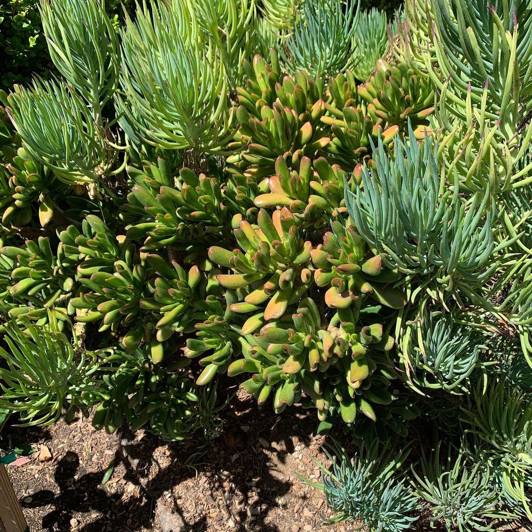 crassula ovata