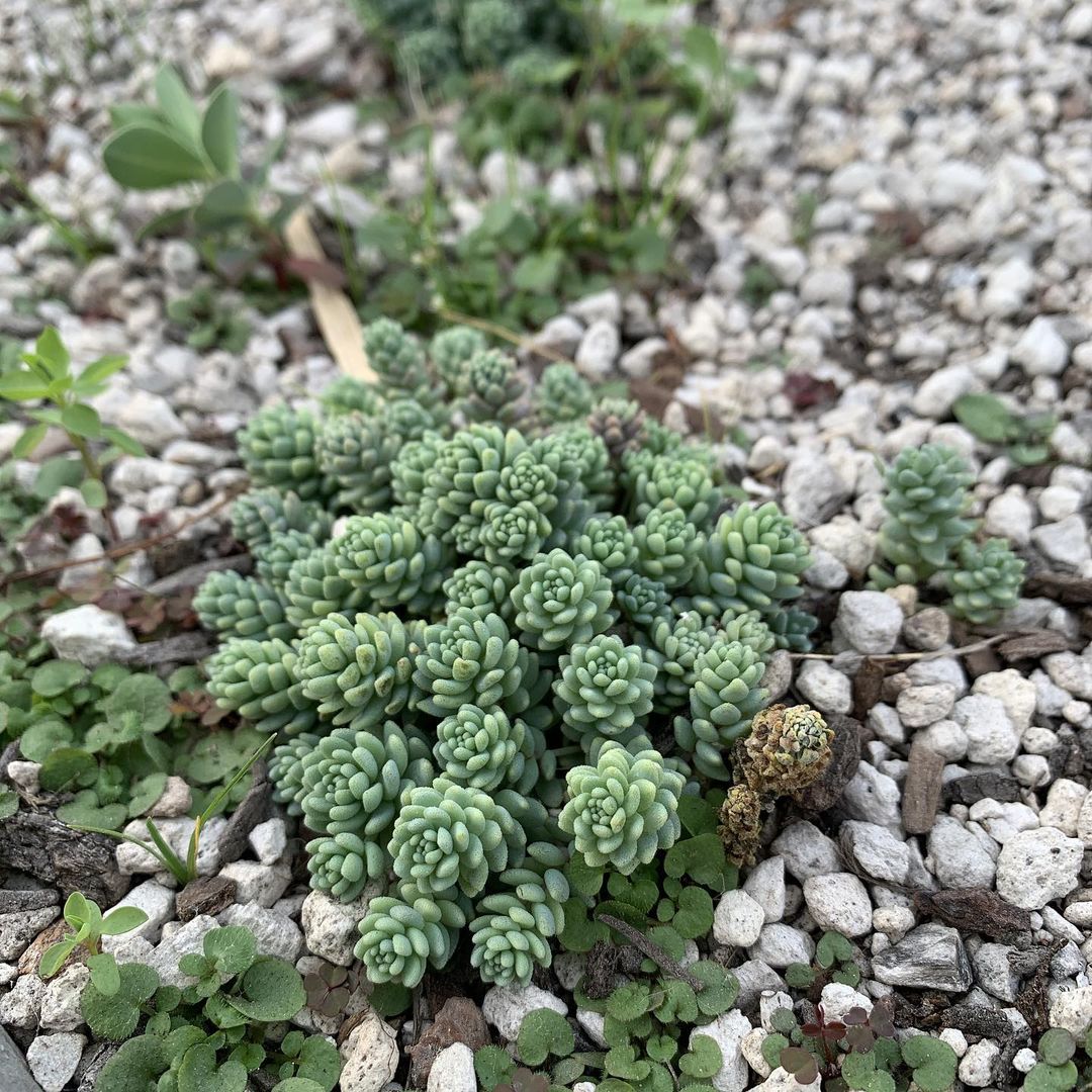 Sedum