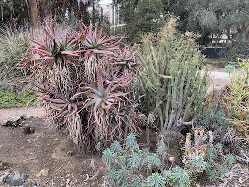 Arizona Cactus Garden inside Stanford University