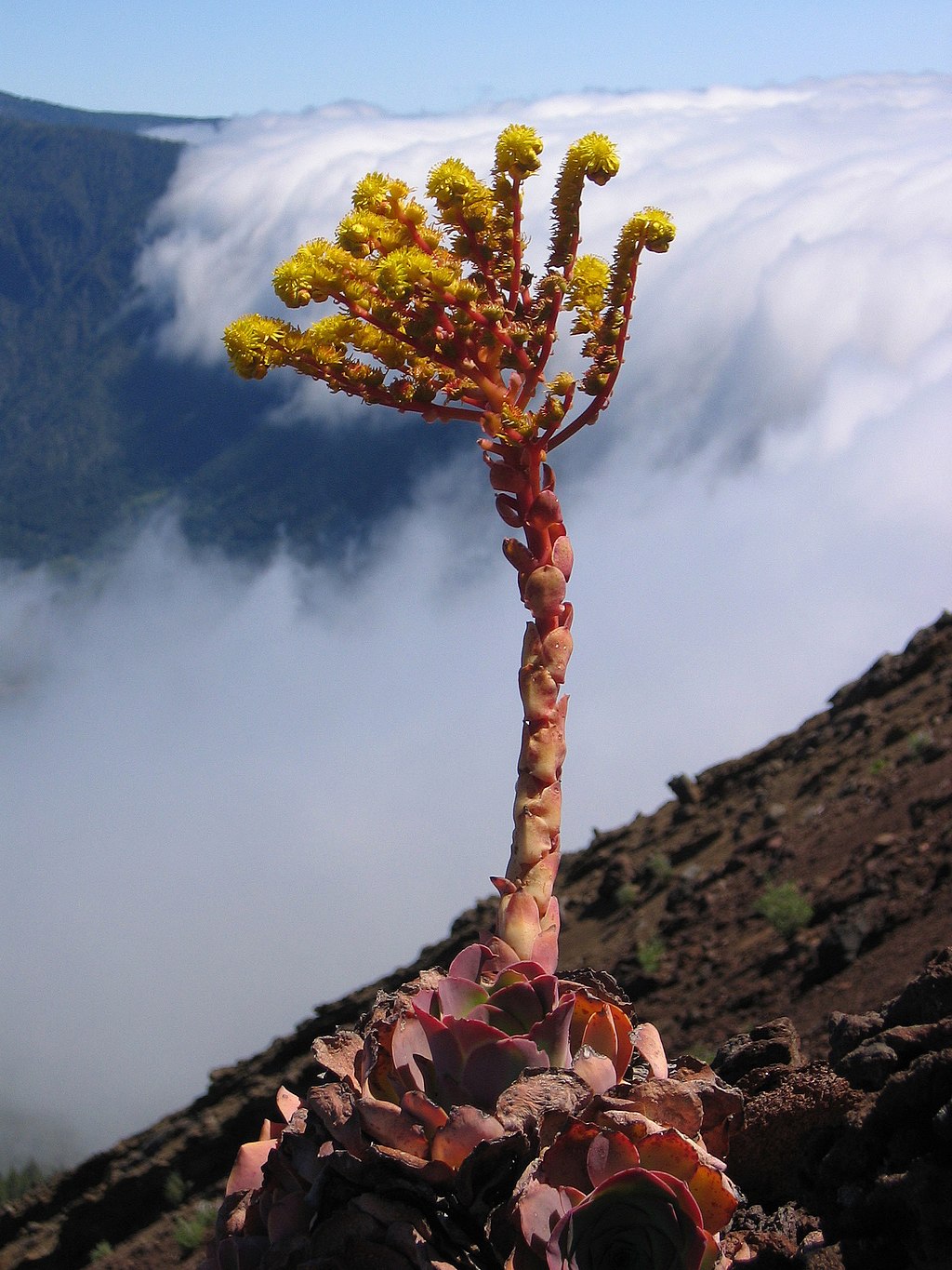 Flowers of Greenovia dodrantalis