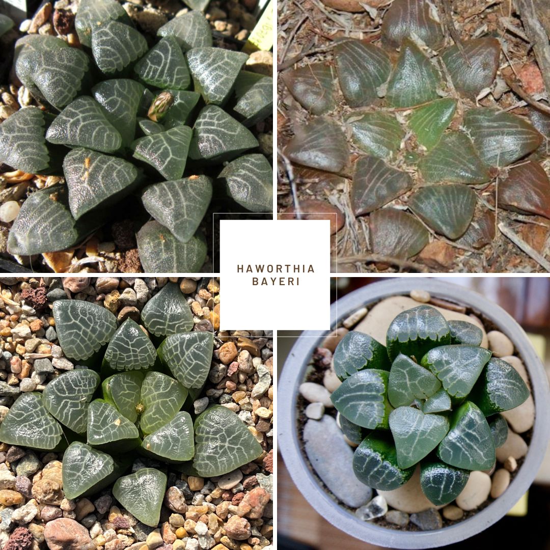 Haworthia bayeri