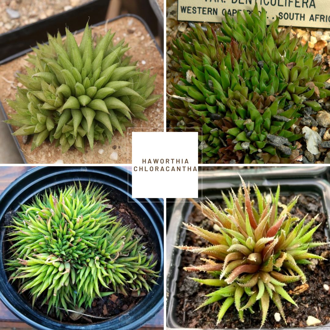 Haworthia chloracantha