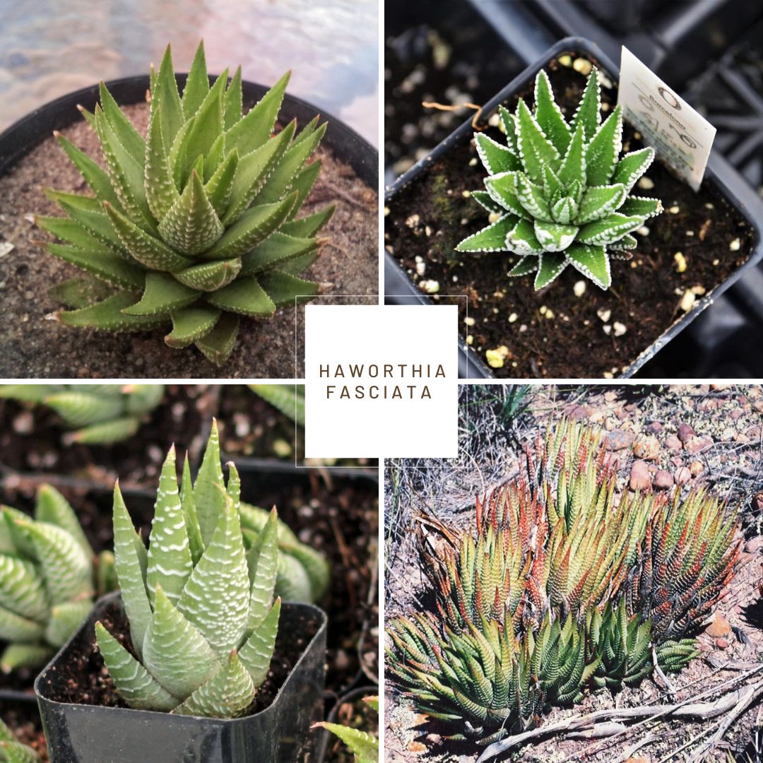 Haworthia fasciata