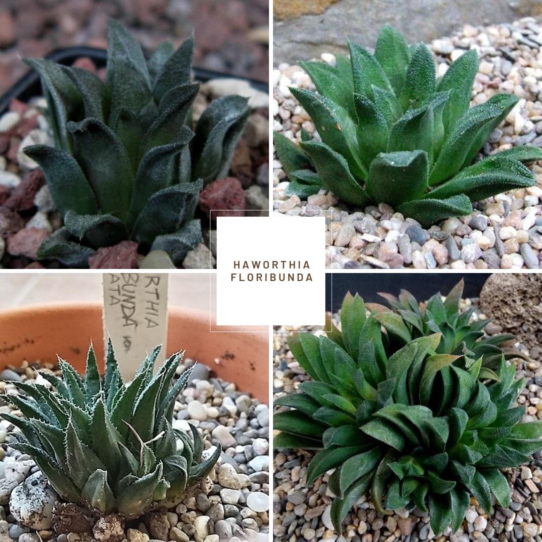 Haworthia floribunda