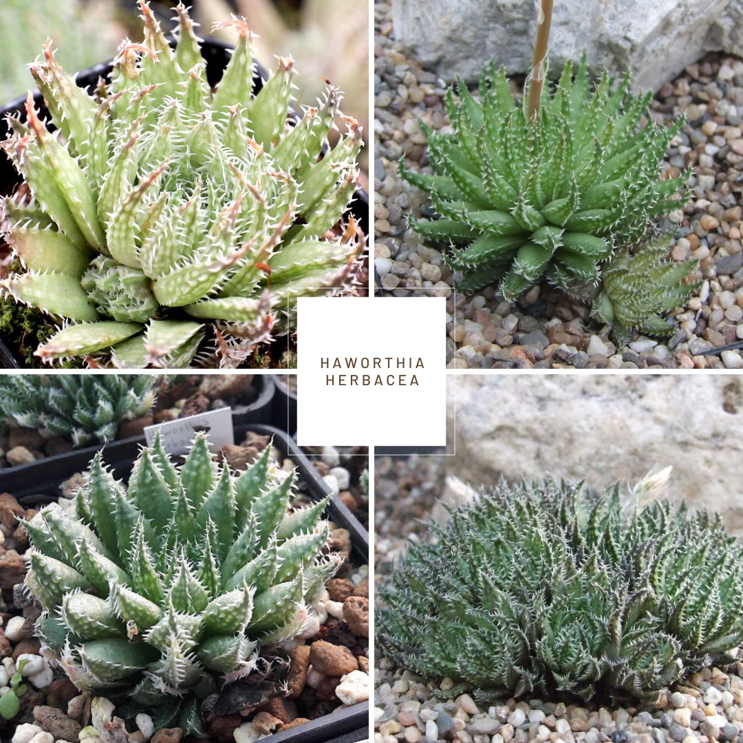 Haworthia herbacea