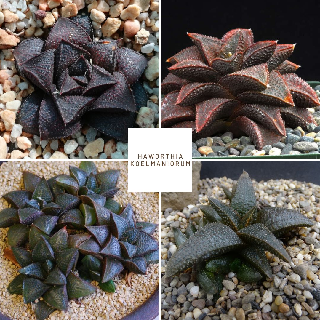 Haworthia koelmaniorum