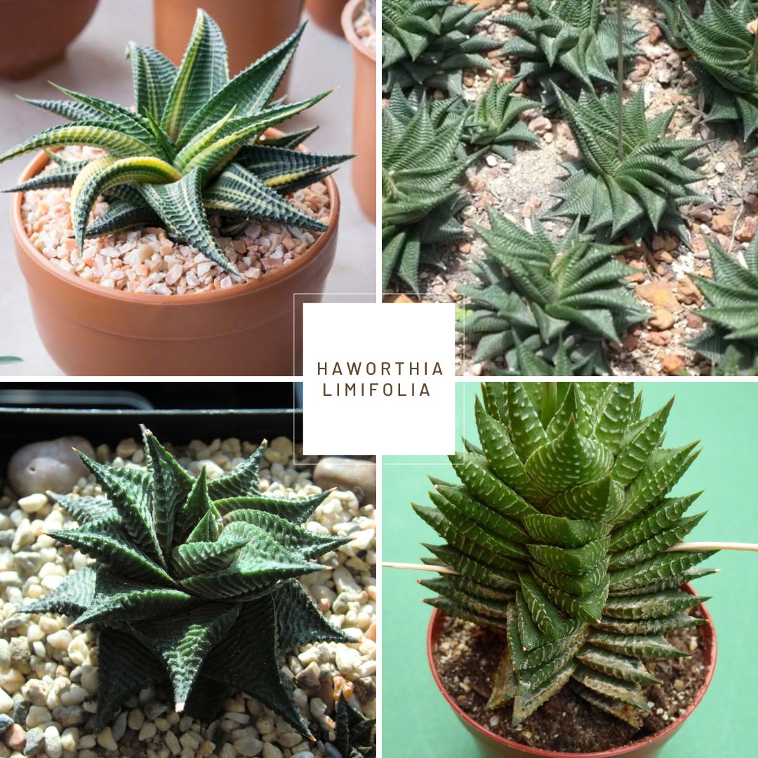 Haworthia limifolia