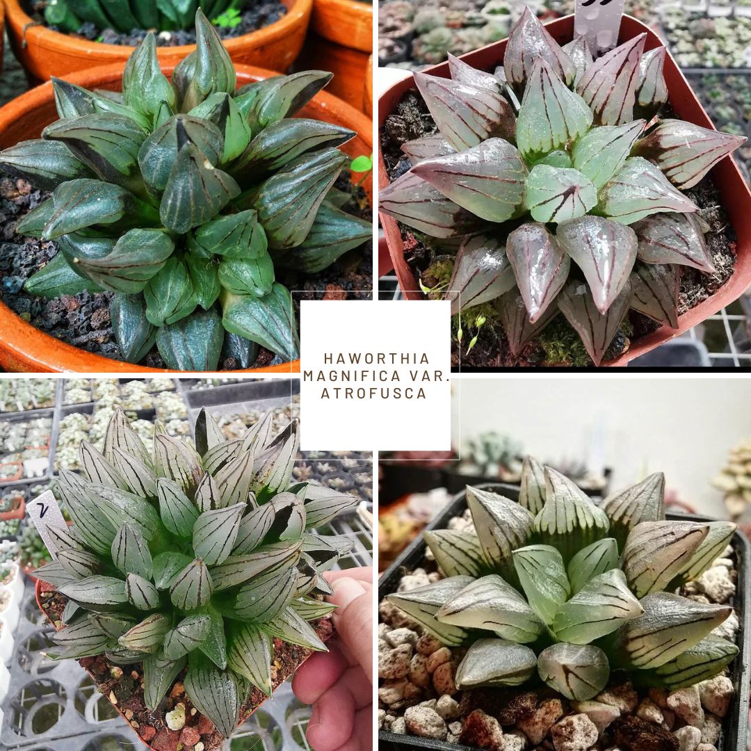 Haworthia magnifica var. atrofusca