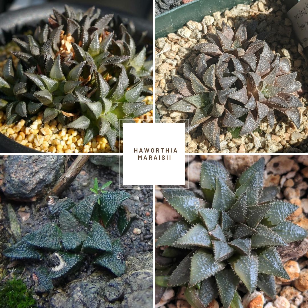 Haworthia maraisii