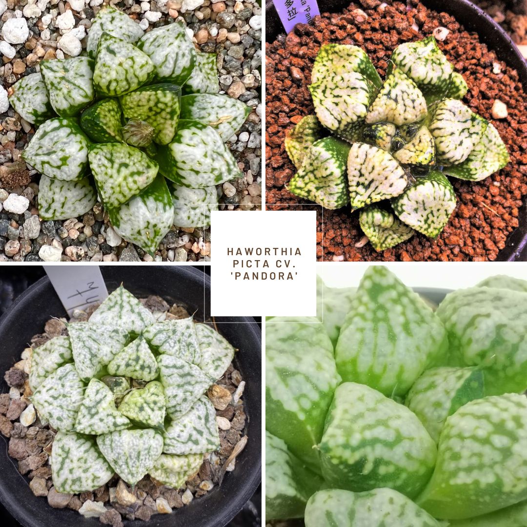 Haworthia picta cv. 'Pandora'