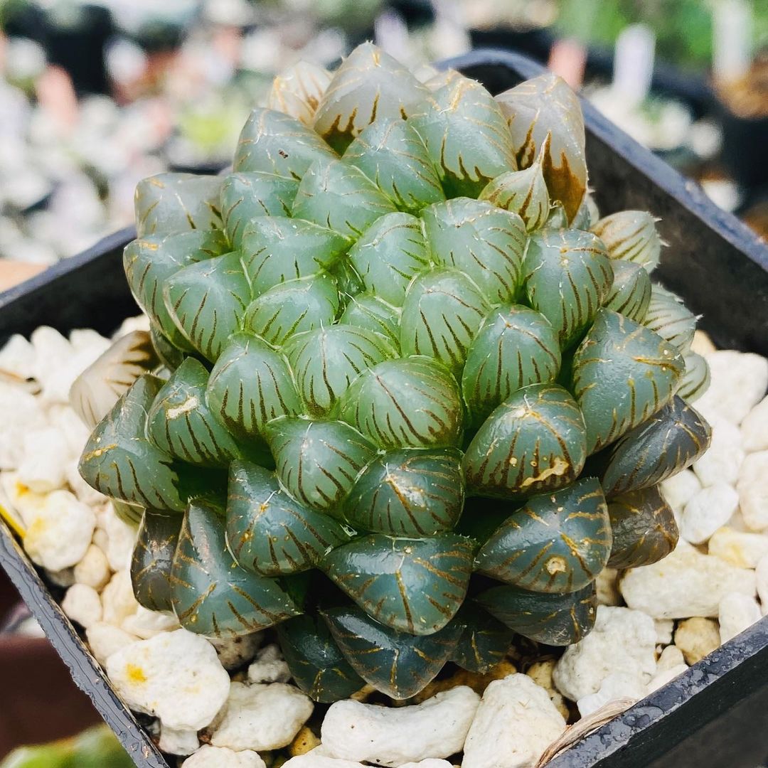 Haworthia cooperi var truncata