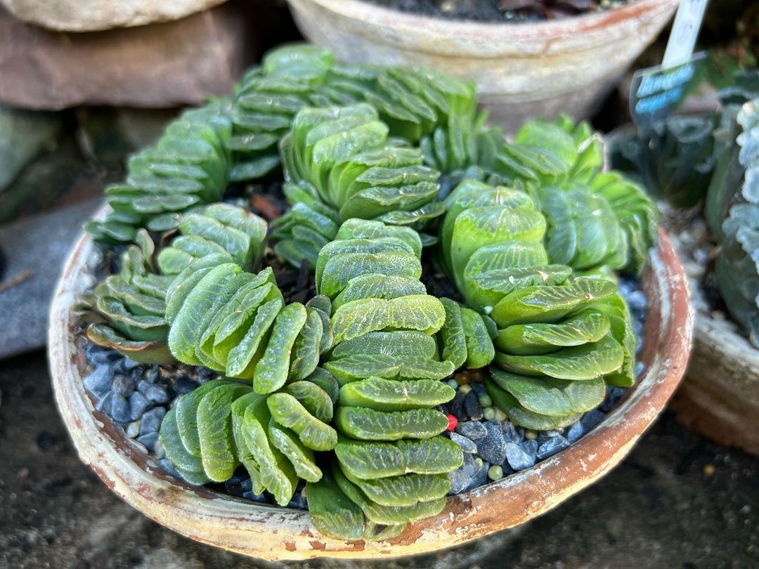 Haworthia truncata 'Lime Green', big crest