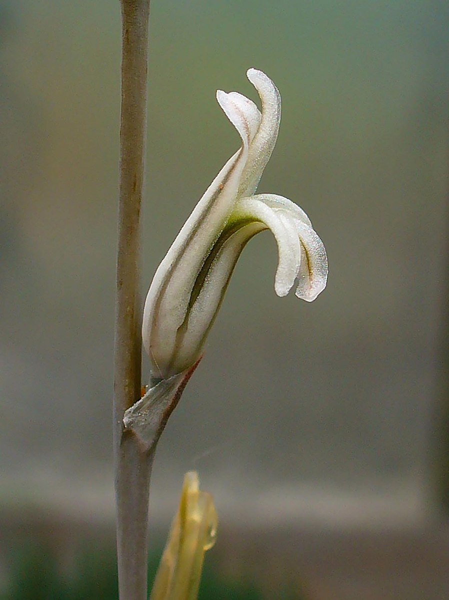 Flower of Haworthia truncata