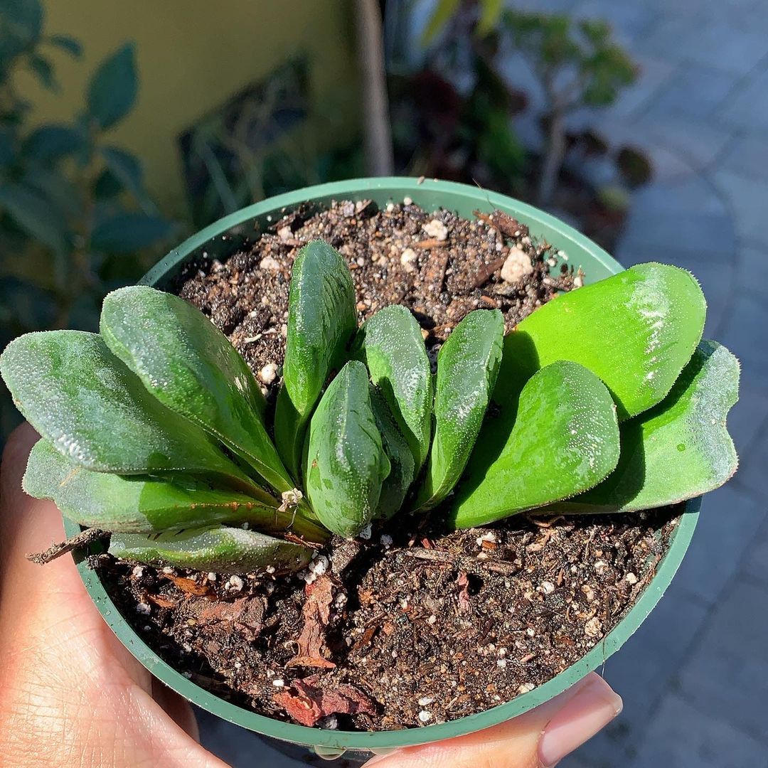 Haworthia truncata 'Lime Green'