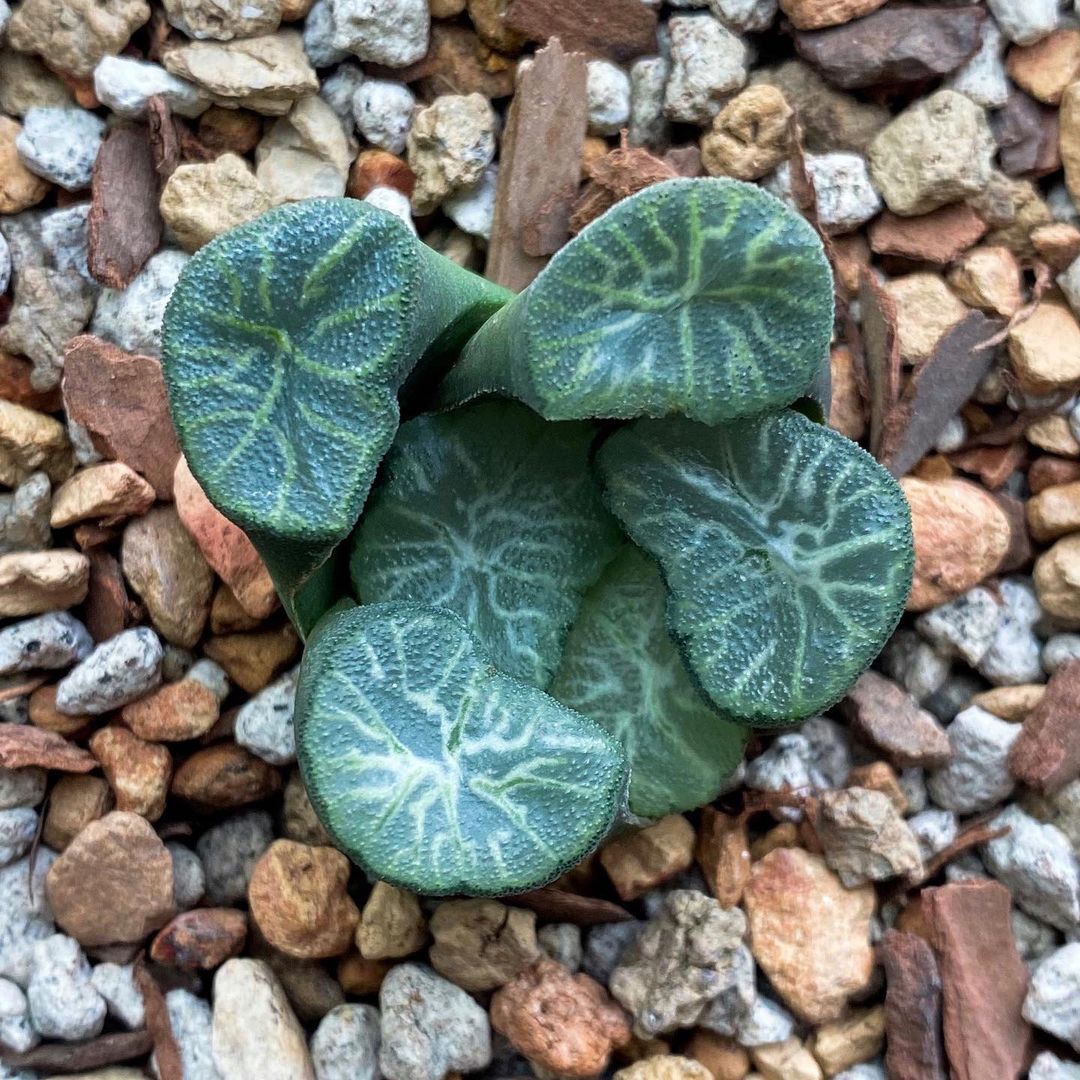 Haworthia truncata var. maughanii