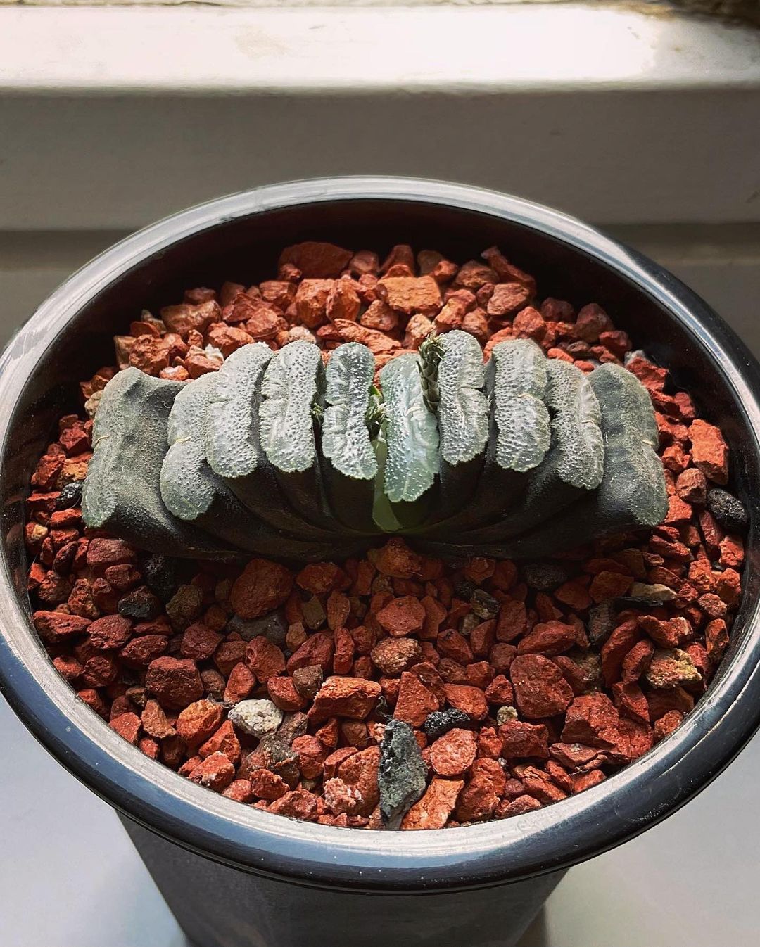 Haworthia truncata