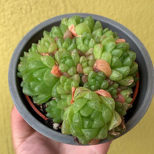 My Haworthia cooperi