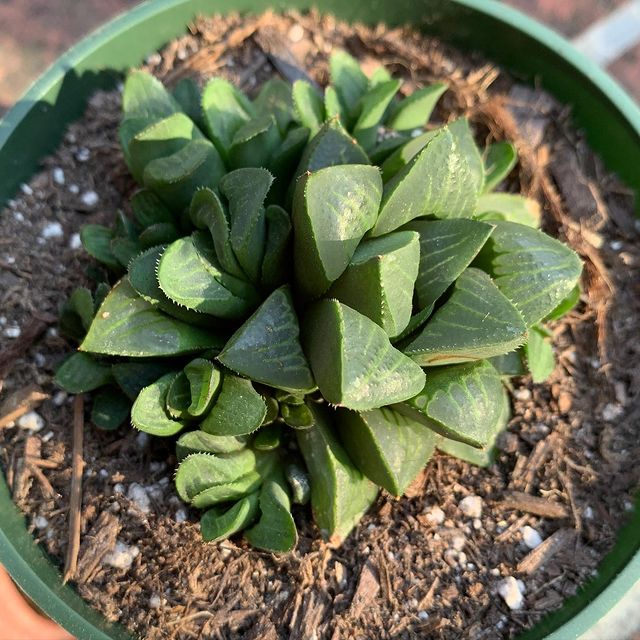 My Haworthia retusa