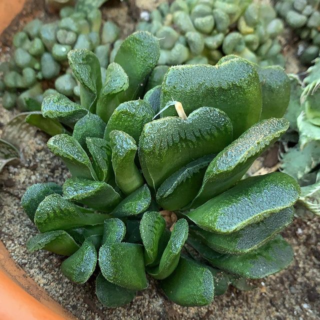 My Haworthia truncata