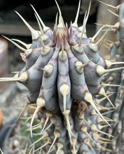 Hoodia gordonii before bloom