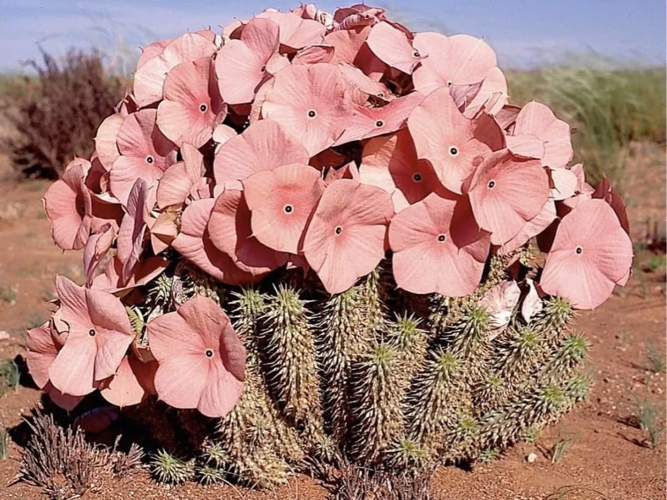 Hoodia gordonii in bloom