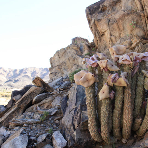 Hoodia gordonii on rock