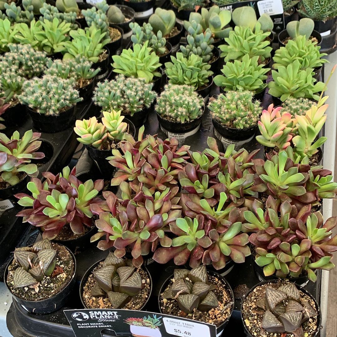 Succulents