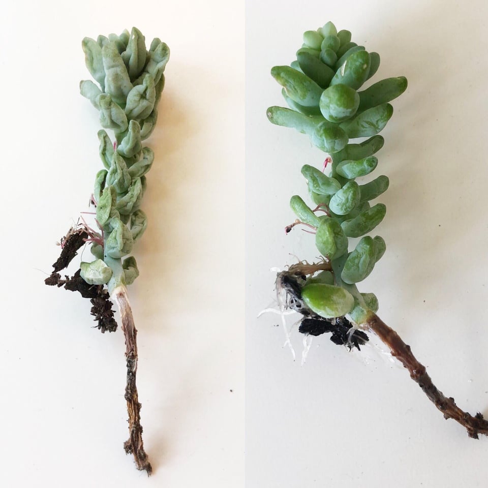 Before and after pictures of my Burro's Tail Sedum plant undergoing four days of water therapy.