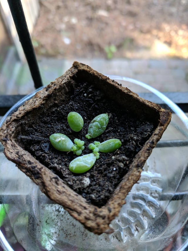 Watering while propagting Burro's Tail