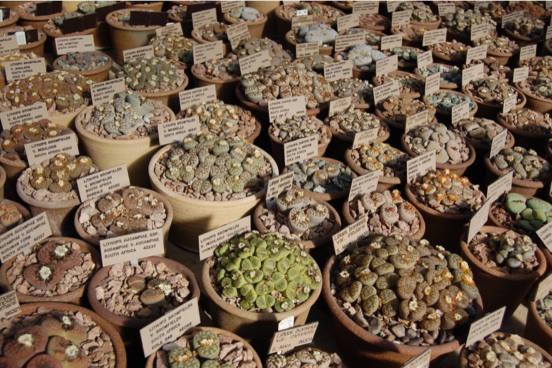 lithops