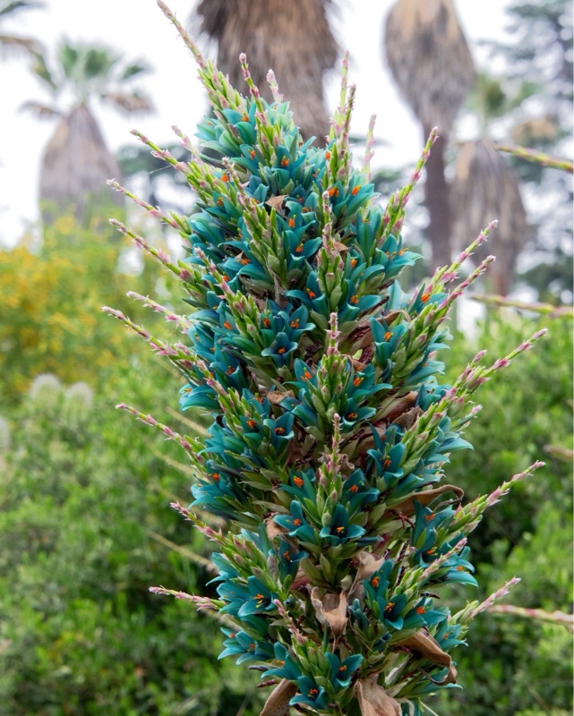 Puya alpestris