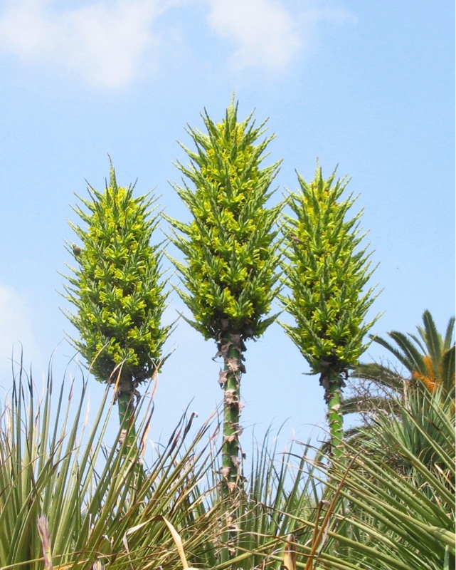 Puya chilensis