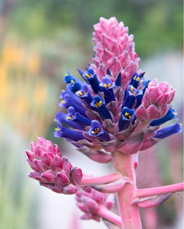 Puya venusta